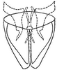 Subgenital plate: genital capsule, ventrally. (Observation).