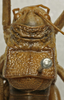 CollectionObject 1534981; 7a1d286d-6e9c-4a7e-bd62-dd0b51c81216: male pronotum, dorsal view (syntype). (CollectionObject).