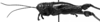 CollectionObject 1532748; 074919b3-9356-49fd-ad3f-63cfc4fd4bd5: Image Carbonell, C.S. male, lateral view (holotype). (CollectionObject).