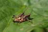 FieldOccurrence 98; 49bb0dc8-3861-4635-815e-1d748b772390; Tanzania
Uluguru forest above Morningside, 2016/02/??: male and female maiting. (FieldOccurrence).