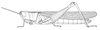 Ochrilidia tibialis (Fieber, 1853): Page 265, Figure 1. female habitus. (Otu).