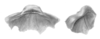 Ceuthophilus (Ceuthophilus) conicaudus Hubbell, 1936: Fig. 49. epiphallus. (Otu).