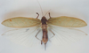 CollectionObject 1543174; 90f6e3d4-cf13-49ad-9f0c-097cf0afdef6: female, dorsal view (holotype). (CollectionObject).