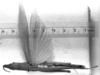 CollectionObject 1565614; 61bddbc9-bfd2-406b-875e-67f3d74a976e: Image Carbonell, C.S. female, dorsal view. (CollectionObject).