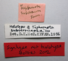 CollectionObject 1506185; 4bc735b7-aa2b-4501-88d1-bcb626042bb1: male, labels (holotype of Taphronota subverrucosa). (CollectionObject).