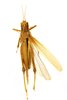 CollectionObject 1590216; dffebdc1-5e2a-4279-af37-75ecda626c6e: female, dorsal view (paralectotype of Eirenephilus debilis). (CollectionObject).