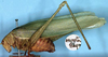 CollectionObject 1520447; f998c7c7-7333-48cc-8337-9e80334e79cd: female (holotype). (CollectionObject).
