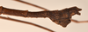 CollectionObject 1559963; 5403bf9f-7eb5-4fc7-89cb-4994d6299192: copyright OUMNH. male: end of abdomen, lateral view of synonym Lonchodes steira (holotype). (CollectionObject).
