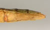 CollectionObject 1578775; a4870e64-5fe8-4a7f-bf65-4a907223154a: copyright ZMUH, Hamburg. female: end of abdomen, ventral view (paratype). (CollectionObject).