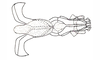 Dichroplus patruelis (Stål, 1861): Fig. 31. endophallus, ventral view. (Otu).