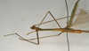 CollectionObject 1557161; NMW 961, 08db8440-c65e-4722-b682-fa7baa0d132b: copyright NMW, Vienna. male: head and thorax, lateral view (holotype). (CollectionObject).