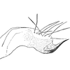 Pygofer, lateral view on Quartausius dalmatinus Dlabola, 1974: Pygofer, lateral view. (Observation).
