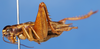 Scapsipedus marginatus (Afzelius & Brannius, 1804): 2013 Natural History Museum, London. male, lateral view. (Otu).