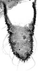 Aedeagus, ventral view.: Cauda (CA) of A. thaspii. (Observation).