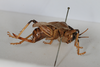 CollectionObject 1505573; d6cf464d-97e0-4b8e-81a9-007331000598: Female, lateral view (syntype). (CollectionObject).