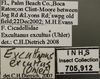 Other: !! display not done !! on Excultanus excultus (Uhler, 1877): Labels. Labels for the face/Head image. (Observation).