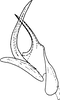 Aedeagus, lateral view on Chlorita (Chlorita) viridula (Fallén, 1806): Aedeagus, lateral view (Oland). (Observation).