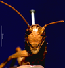CollectionObject 1516627; 9f5f3dc0-37b7-4ff4-bf46-db2a2dc15995: female, frontal view (holotype). (CollectionObject).