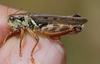 Melanoplus bruneri Scudder, 1897: male. (Otu).