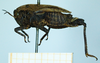 CollectionObject 1597060; 5451fe39-2fd5-4dc2-9d14-f45deda353d0: female (no type), lateral view. (CollectionObject).