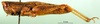 CollectionObject 1570402; 5ace6ed2-b644-4481-a2a1-3fd996af8f03: female, lateral view (paratype of P. stenopterum). (CollectionObject).