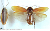 Rhabdoblatta guttigera (Shiraki, 1906): (Otu).