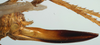 CollectionObject 1517024; 9a5518a7-bf72-486d-91b2-b146dbadad85: female ovipositor (holotype of Meroncidius marginatus). (CollectionObject).
