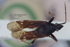 Aristaenetus (Aristaenetus) diffinis (Walker, 1872): Aristaenetus diffinis. Lectotype-dorsal habitus. (BMNH) - (CC BY-NC 4.0) Photo by Stuart Cole, reproduced with permission from the Natural History Museum, London, UK. (Otu).