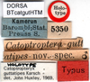 CollectionObject 1500512; a5ab3fed-2e5d-4c43-a101-6c0919bca04b, DORSA BTcatgutHTM: labels (holotype). (CollectionObject).