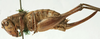 CollectionObject 1541632; 1ee4bdb5-78b7-4a2c-9433-09ee8e06747c: female, lateral view (syntype of Psorodonotus riveti). (CollectionObject).