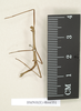 CollectionObject 1561506; NHMUK(SF IMPORT DUPLICATE) 844551, 9d12f548-b402-491b-8b3b-d59b70449f14: copyright Natural History Museum, London. male (syntype). (CollectionObject).