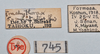 Trachythorax sexpunctatus (Shiraki, 1911): copyright NTUC. female, data labels - first description of this sex by Shiraki 1935 (not type). (Otu).