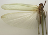 CollectionObject 1505921; 212c9be8-9249-49f9-aa73-0a3ef4899557: male, dorsal view (syntype). (CollectionObject).