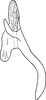 Aedeagus, lateral view: Aedeagus, lateral view. (Observation).