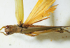 CollectionObject 1498679; 6e7b514c-59f4-4060-ae6b-b34e8b1250b5: male, dorsal view. (CollectionObject).