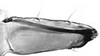 Subgenital plate.: !! display not done !! on alate viviparous female: Aphis (Aphis) rumicis Linnaeus, 1758: Rostrum (URS) of A. rumicis. (Observation).