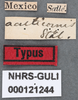 Other on Platycentrus acuticornis Stål, 1870: (Observation).