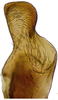 Stylus: !! display not done !! on Faltala furcipennis Cheng, 1980: detail of style apex. (Observation).