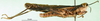 CollectionObject 1570316; 96816617-5c3a-410a-9f34-620e61be1528: male, lateral view (paratype of Gymnobothrus houyi). (CollectionObject).