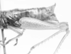 CollectionObject 1596937; cf37642d-9c61-4a1b-96b9-ecea6e543900: female abdomen tip, lateral view (syntype). (CollectionObject).