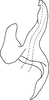 Aedeagus, lateral view on Arboridia (Arboridia) agrillacea (Anufriev, 1969): (Observation).