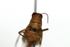CollectionObject 1594379; 3f98fba9-2a9d-467d-be6e-1f553b4e306f: female, frontal view (paratype of Dittopternis handschini). (CollectionObject).