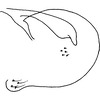 Pygofer, lateral view: Pygofer, lateral view. (Observation).