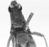 CollectionObject 1525613; fb000b7e-a3d8-4bbf-8290-ee6956a9876c: male, frontal view (holotype). (CollectionObject).