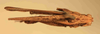 CollectionObject 1584234; c8549a0f-f976-4585-905c-9c01ed767e42: male, dorsal view (neoallotype). (CollectionObject).
