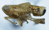 Habitus, lateral view on Delphacodes indentistyla Dozier, 1926: (Observation).
