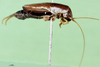 CollectionObject 1500734; 76466c5b-8db8-41ad-9d8b-ed9e2b38669d, MfN 4476: male, lateral view (holotype). (CollectionObject).