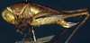 CollectionObject 1521558; c4be136b-107f-454f-bc72-ad1abdcdb258: female, lateral view (holotype). (CollectionObject).