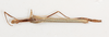 CollectionObject 1560986; NMW 226', 8de495e3-eb6f-4cf5-8b79-e42880f02ec9: copyright NMW, Vienna. female, dorsal view of Perliodes nigrogranulosus (syntype). (CollectionObject).