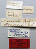 CollectionObject 1535509; 0d6b3998-1deb-4d19-a4ac-c6d7dac9d604: labels (holotype). (CollectionObject).